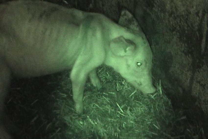 growing pig 2