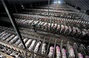 The view inside a pig factory: gestation crates