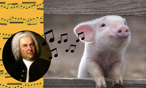 Bach = Happy Pig
