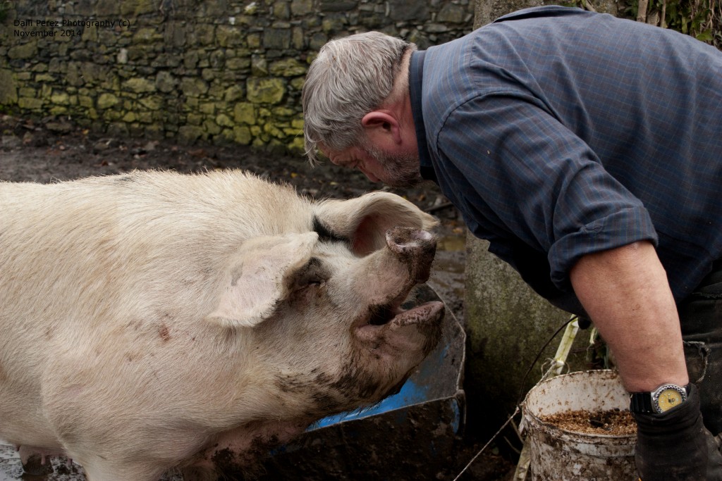 Pigs, like this one at Old Farm, can recognise different facial expressions