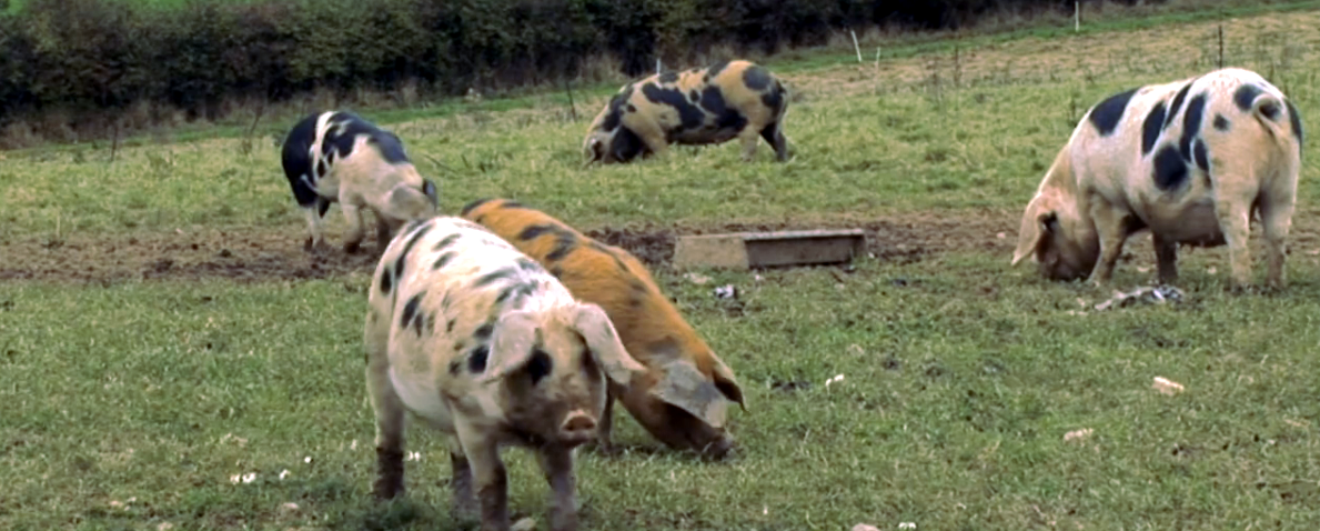 harry's pigs