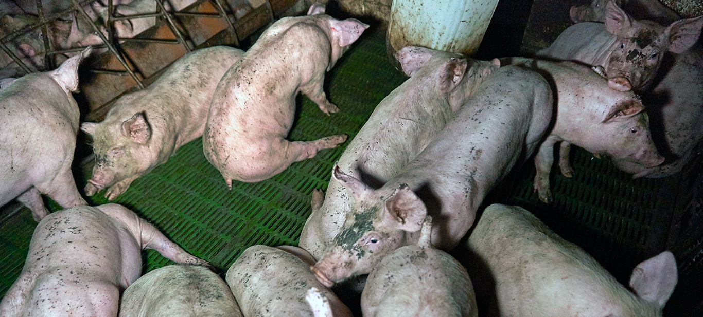 Not just cruel to pigs - farmers are the other victims of intensive animal  farming • Farms Not Factories